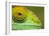 Parsons Chameleon, Madagascar-Paul Souders-Framed Photographic Print