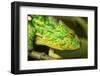 Parsons Chameleon, Madagascar-Paul Souders-Framed Photographic Print