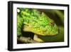 Parsons Chameleon, Madagascar-Paul Souders-Framed Photographic Print