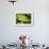 Parsons Chameleon, Madagascar-Paul Souders-Framed Photographic Print displayed on a wall