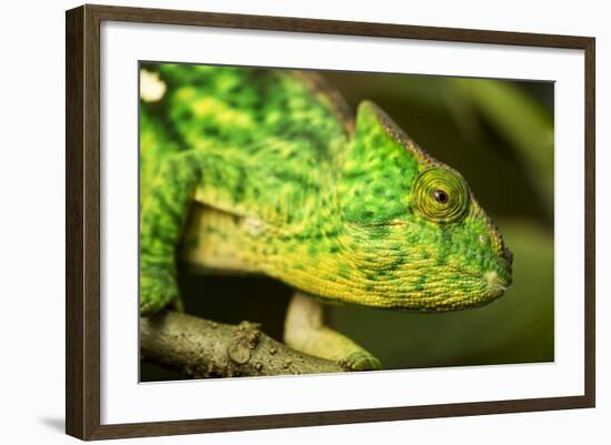 Parsons Chameleon, Madagascar-Paul Souders-Framed Photographic Print