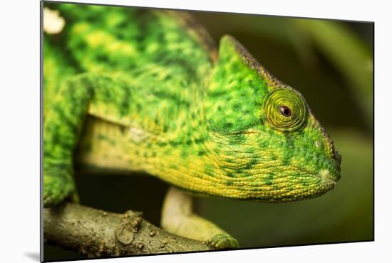 Parsons Chameleon, Madagascar-Paul Souders-Mounted Photographic Print