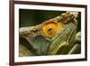 Parsons Chameleon, Madagascar-Paul Souders-Framed Photographic Print