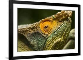 Parsons Chameleon, Madagascar-Paul Souders-Framed Photographic Print