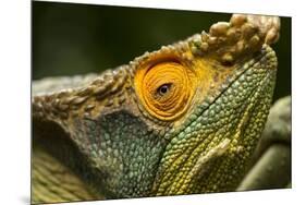 Parsons Chameleon, Madagascar-Paul Souders-Mounted Photographic Print