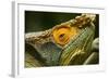 Parsons Chameleon, Madagascar-Paul Souders-Framed Photographic Print