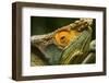 Parsons Chameleon, Madagascar-Paul Souders-Framed Photographic Print