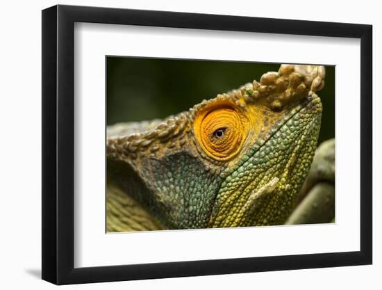 Parsons Chameleon, Madagascar-Paul Souders-Framed Photographic Print