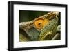 Parsons Chameleon, Madagascar-Paul Souders-Framed Photographic Print