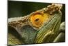 Parsons Chameleon, Madagascar-Paul Souders-Mounted Photographic Print