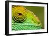 Parsons Chameleon, Madagascar-Paul Souders-Framed Photographic Print