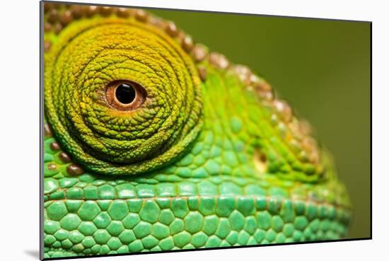 Parsons Chameleon, Madagascar-Paul Souders-Mounted Photographic Print