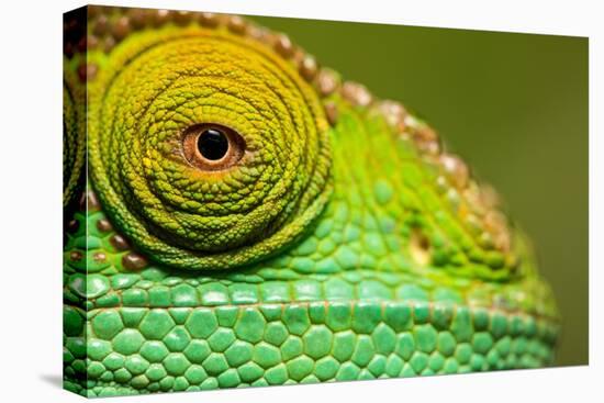 Parsons Chameleon, Madagascar-Paul Souders-Stretched Canvas