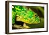 Parsons Chameleon, Madagascar-Paul Souders-Framed Photographic Print