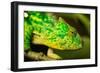 Parsons Chameleon, Madagascar-Paul Souders-Framed Photographic Print