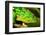 Parsons Chameleon, Madagascar-Paul Souders-Framed Photographic Print