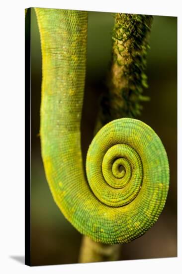 Parsons Chameleon Tail, Andasibe-Mantadia National Park, Madagascar-Paul Souders-Stretched Canvas