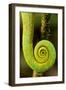 Parsons Chameleon Tail, Andasibe-Mantadia National Park, Madagascar-Paul Souders-Framed Photographic Print