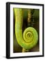 Parsons Chameleon Tail, Andasibe-Mantadia National Park, Madagascar-Paul Souders-Framed Photographic Print