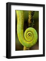 Parsons Chameleon Tail, Andasibe-Mantadia National Park, Madagascar-Paul Souders-Framed Photographic Print