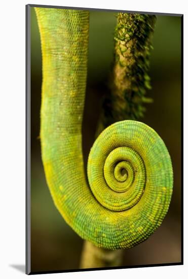 Parsons Chameleon Tail, Andasibe-Mantadia National Park, Madagascar-Paul Souders-Mounted Photographic Print