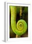 Parsons Chameleon Tail, Andasibe-Mantadia National Park, Madagascar-Paul Souders-Framed Photographic Print