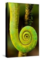 Parsons Chameleon Tail, Andasibe-Mantadia National Park, Madagascar-Paul Souders-Stretched Canvas