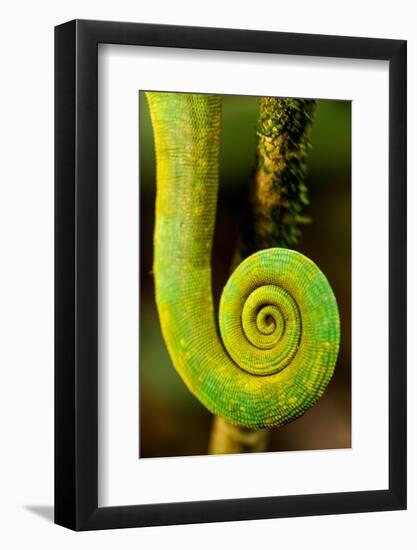 Parsons Chameleon Tail, Andasibe-Mantadia National Park, Madagascar-Paul Souders-Framed Photographic Print