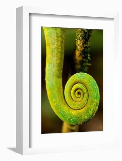 Parsons Chameleon Tail, Andasibe-Mantadia National Park, Madagascar-Paul Souders-Framed Photographic Print