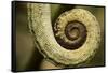 Parsons Chameleon Tail, Madagascar-Paul Souders-Framed Stretched Canvas