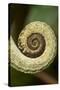 Parsons Chameleon Tail, Madagascar-Paul Souders-Stretched Canvas