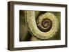 Parsons Chameleon Tail, Madagascar-Paul Souders-Framed Photographic Print