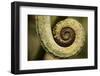 Parsons Chameleon Tail, Madagascar-Paul Souders-Framed Photographic Print