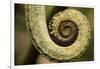 Parsons Chameleon Tail, Madagascar-Paul Souders-Framed Photographic Print