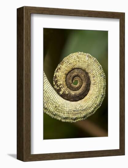 Parsons Chameleon Tail, Madagascar-Paul Souders-Framed Photographic Print