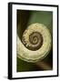 Parsons Chameleon Tail, Madagascar-Paul Souders-Framed Photographic Print