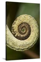 Parsons Chameleon Tail, Madagascar-Paul Souders-Stretched Canvas