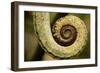 Parsons Chameleon Tail, Madagascar-Paul Souders-Framed Photographic Print