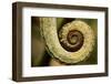 Parsons Chameleon Tail, Madagascar-Paul Souders-Framed Photographic Print