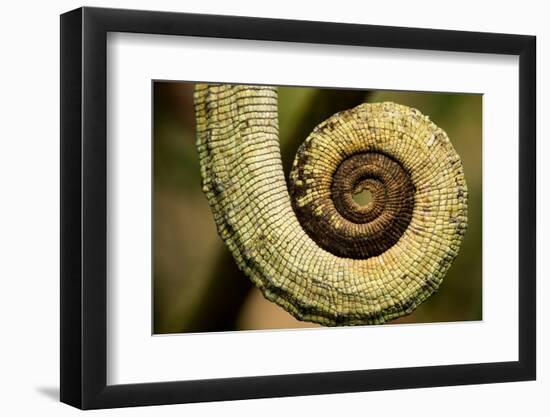 Parsons Chameleon Tail, Madagascar-Paul Souders-Framed Photographic Print