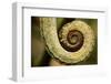 Parsons Chameleon Tail, Madagascar-Paul Souders-Framed Photographic Print