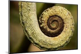 Parsons Chameleon Tail, Madagascar-Paul Souders-Mounted Photographic Print