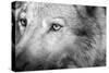 Part Muzzle of A Gray Wolf Closeup Monochrome Tone-malven-Stretched Canvas