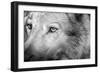 Part Muzzle of A Gray Wolf Closeup Monochrome Tone-malven-Framed Photographic Print