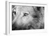 Part Muzzle of A Gray Wolf Closeup Monochrome Tone-malven-Framed Photographic Print