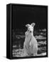 Part of a Herd of 40 Albino Kangaroos-Larry Burrows-Framed Stretched Canvas