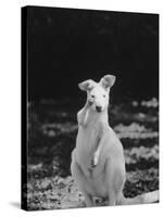 Part of a Herd of 40 Albino Kangaroos-Larry Burrows-Stretched Canvas