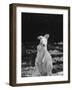 Part of a Herd of 40 Albino Kangaroos-Larry Burrows-Framed Photographic Print