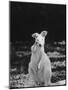 Part of a Herd of 40 Albino Kangaroos-Larry Burrows-Mounted Photographic Print