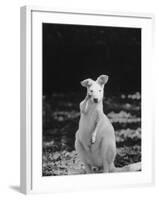 Part of a Herd of 40 Albino Kangaroos-Larry Burrows-Framed Photographic Print